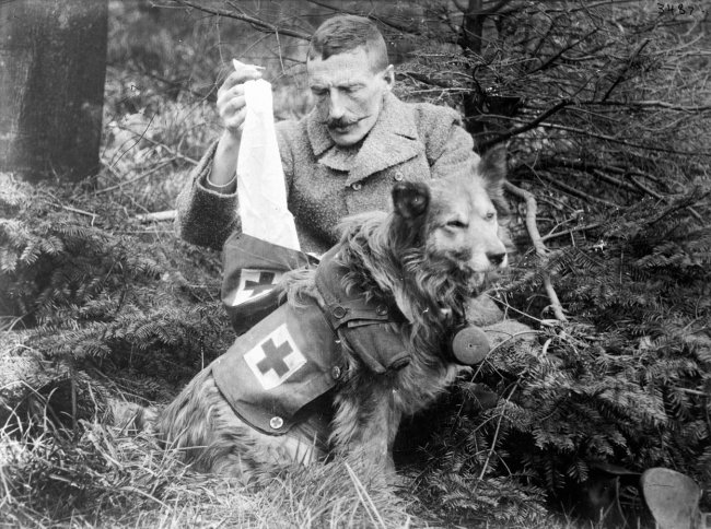 Животные Первой Мировой войны
