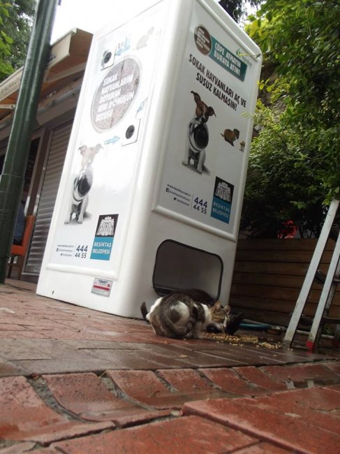 Автоматы для кормления бездомных животных