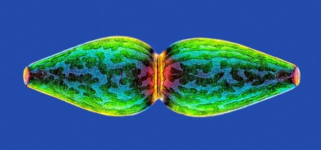 20 фотографий победителей Nikon Small World Photomicrography Competition