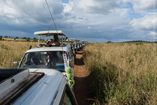 Путешествие по самому известному заповеднику в Кении