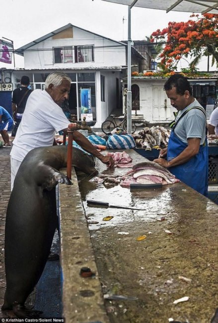 Частая посетительница рыбного базара