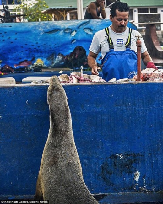 Частая посетительница рыбного базара