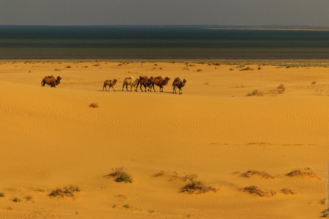 Аральское море: занесённые песком