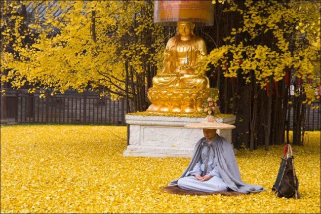 Золотая листва 1400-летнего дерева Гинкго