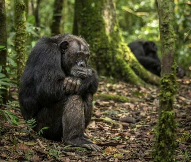 Животные Африки на снимках лучшего фотографа года