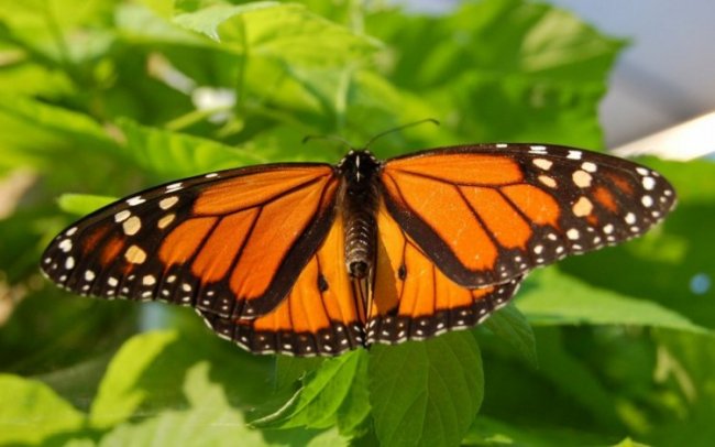 Красивые фотографии с бабочками