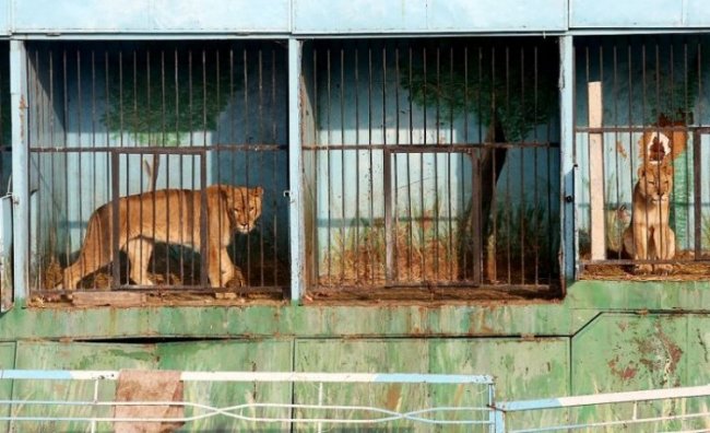 Депрессивный зоопарк в Гюмри