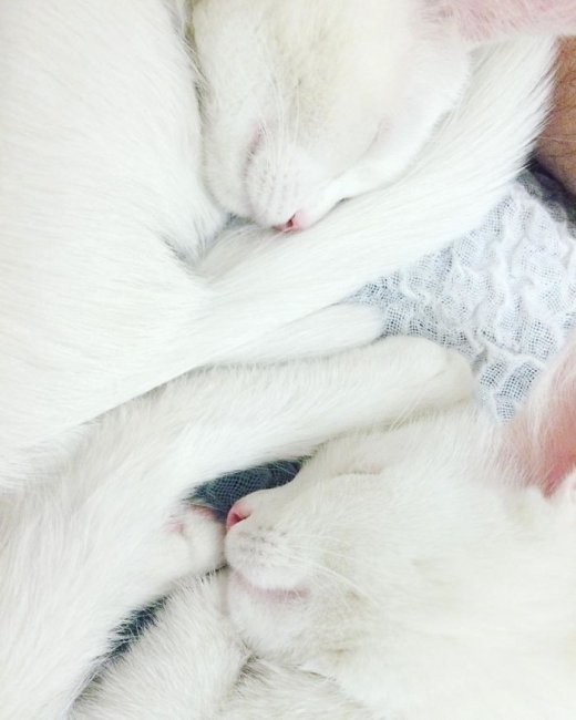 Кошки-близняшки с гетерохромией глаз