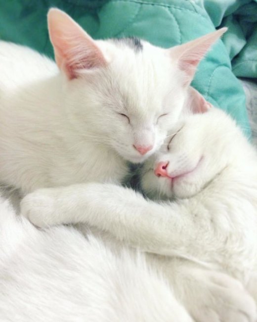 Кошки-близняшки с гетерохромией глаз