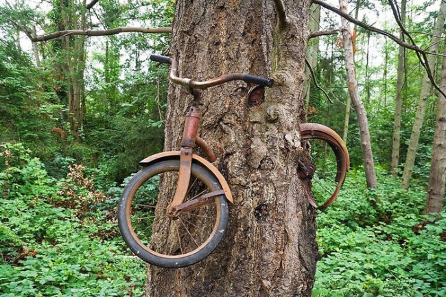 Что на самом деле произошло с велосипедом, вросшим в дерево?