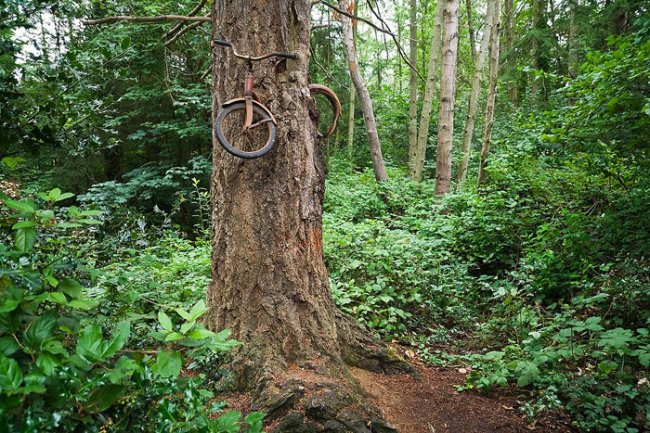 Что на самом деле произошло с велосипедом, вросшим в дерево?