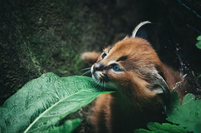 Детеныши каракала - самые очаровательные котята