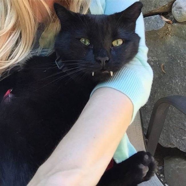 Черный саблезубый кот Манки
