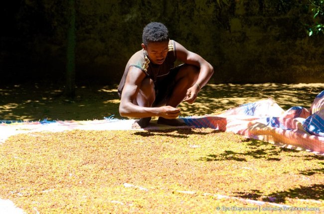 Как выращивают и обрабатывают гвоздику на Мадагаскаре