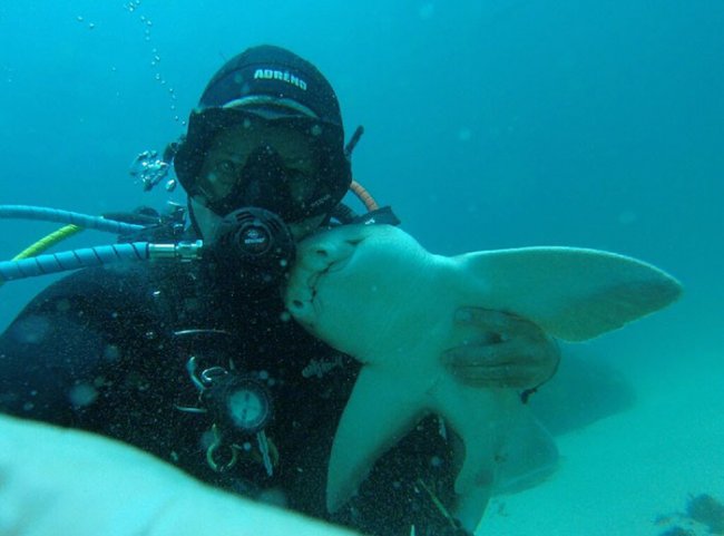 Любительница объятий: как акула уже 7 лет дружит с австралийским дайвером