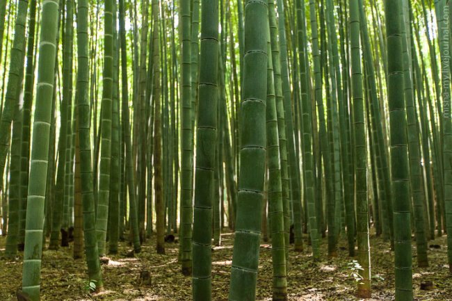Киото. Бамбуковый лес и парк обезьян