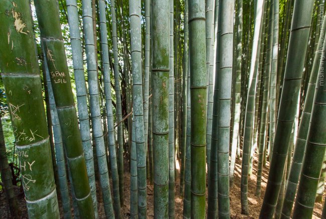 Киото. Бамбуковый лес и парк обезьян