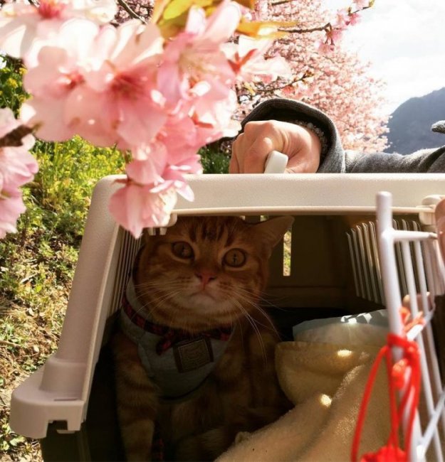 Весенние фото из японского Инстаграм
