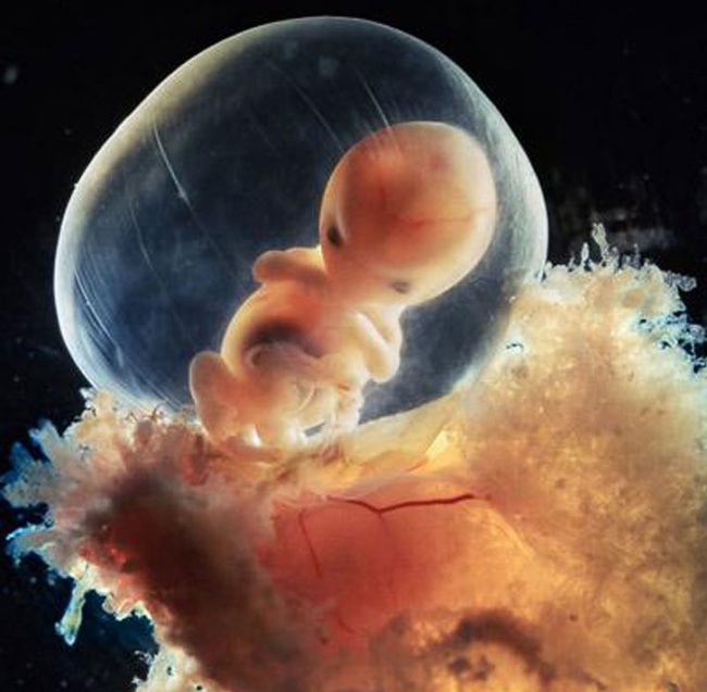 Начало жизни: от зачатия до рождения