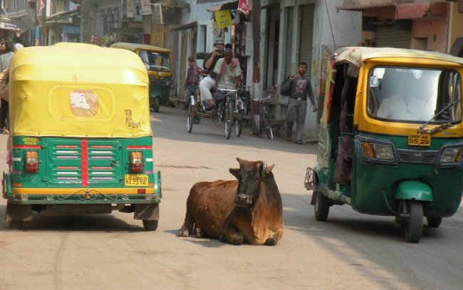 Неприкосновенное животное Индии