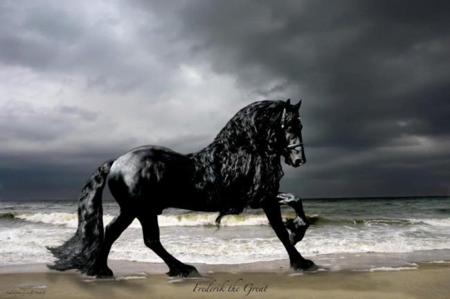 Фридрих Великий - самый красивый конь в мире