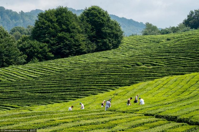 Чайные плантации в Сочи