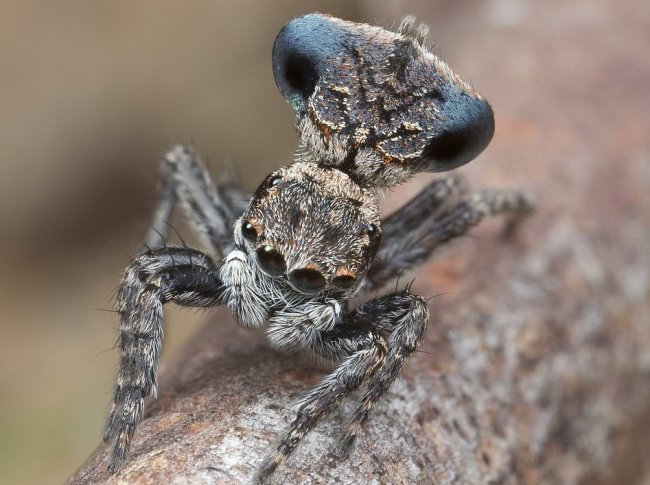 Самый красивый паук обитает в Австралии