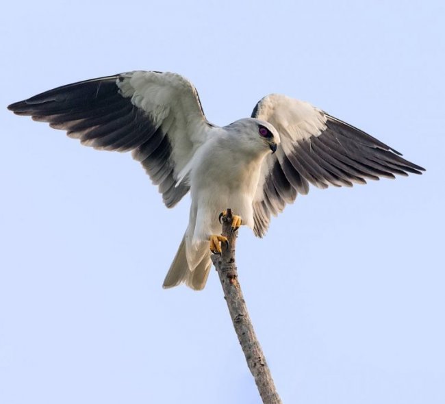 Удивительные птицы на снимках Джонсона Чуа