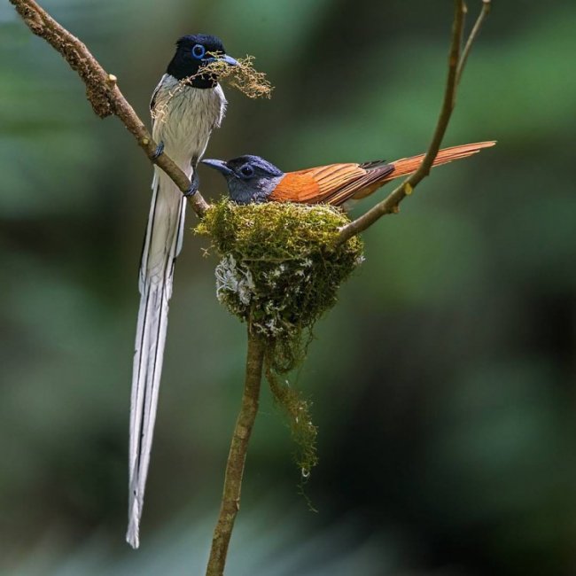 Удивительные птицы на снимках Джонсона Чуа