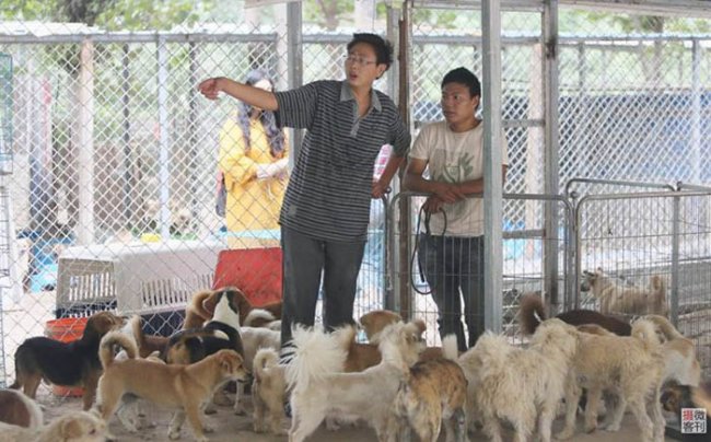 Как парень из Китая смог спасти более 700 собак