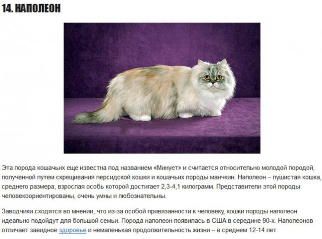 15 редких кошачьих пород со всего мира