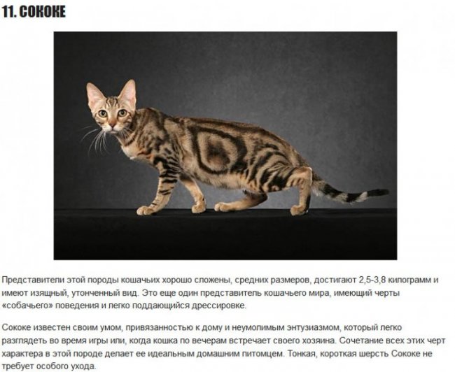 15 редких кошачьих пород со всего мира