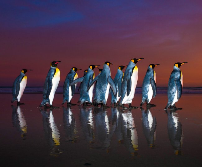 Королевские пингвины на Фолклендских островах
