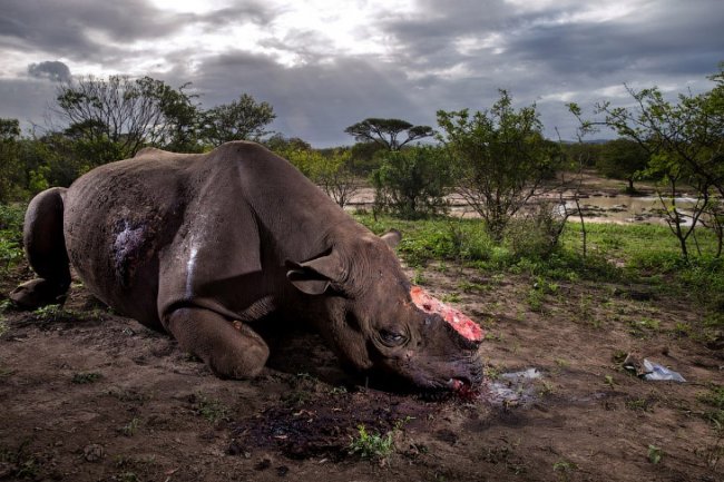 Смертельный бизнес: охота за рогом носорога