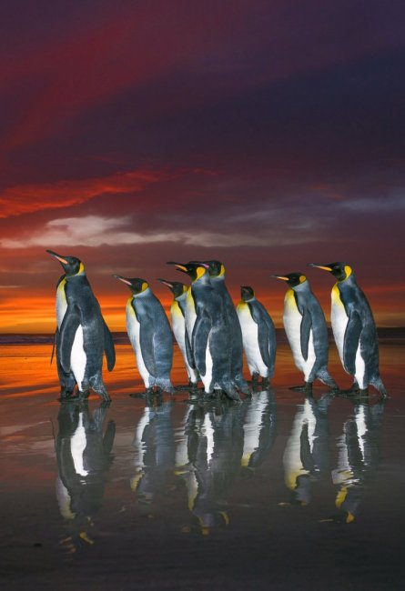 Королевские пингвины на рассвете
