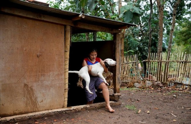 Смертельные бои собак и кабанов в Индонезии