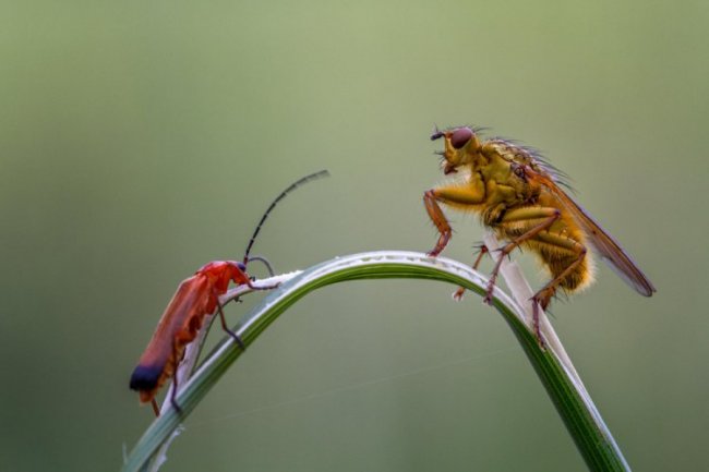 Подборка интересных фотографий с насекомыми