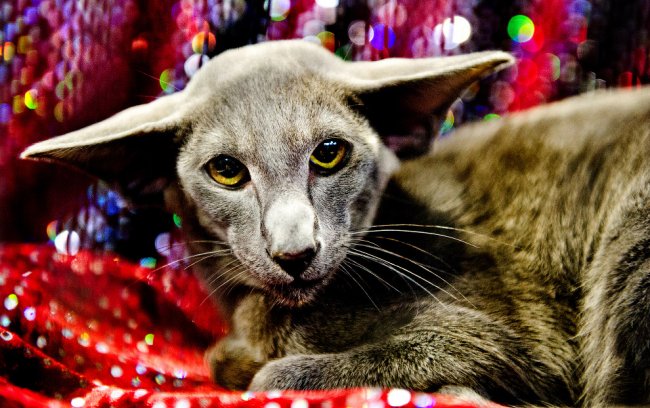 Supreme Cat Show 2017 — крупнейшая выставка кошек в Европе