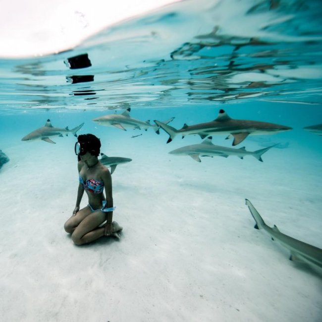 Австралийка с 12-ти лет плавает с акулами
