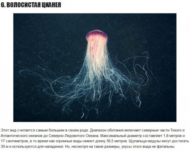 6 самых опасных медуз в мире