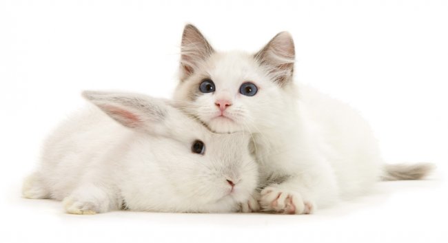 Есть ли одинаковые кошки и кролики?