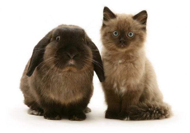 Есть ли одинаковые кошки и кролики?