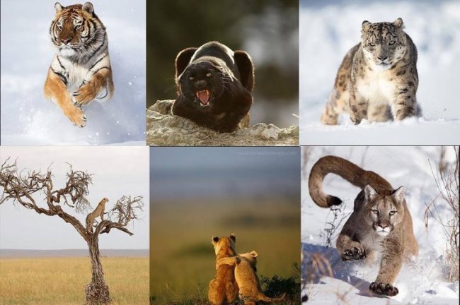 Портреты диких животных от Serhat Demiroglu