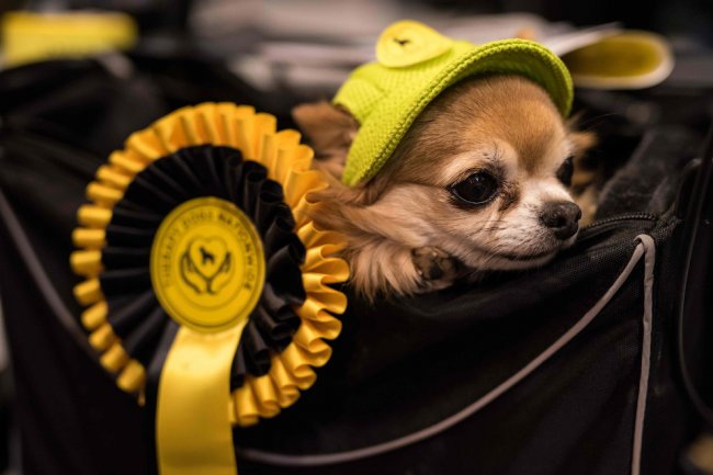 Crufts Dog Show 2018: как прошла крупнейшая в Европе выставка собак