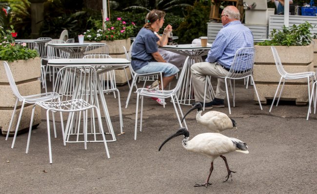 Ибисы — местные «голуби» Сиднея