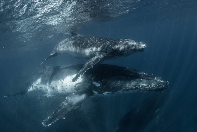 Королевство Тонга и горбатые киты