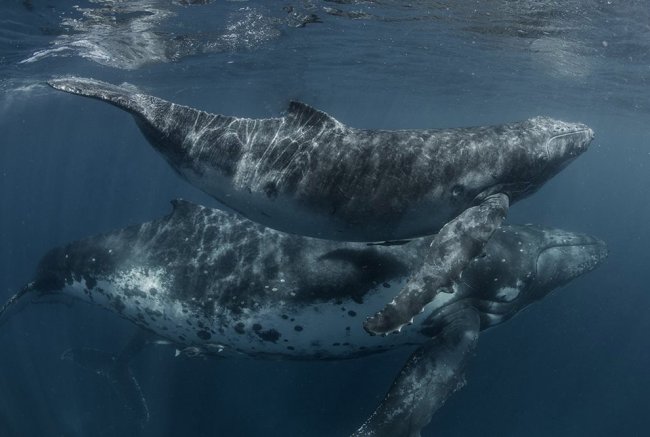 Королевство Тонга и горбатые киты