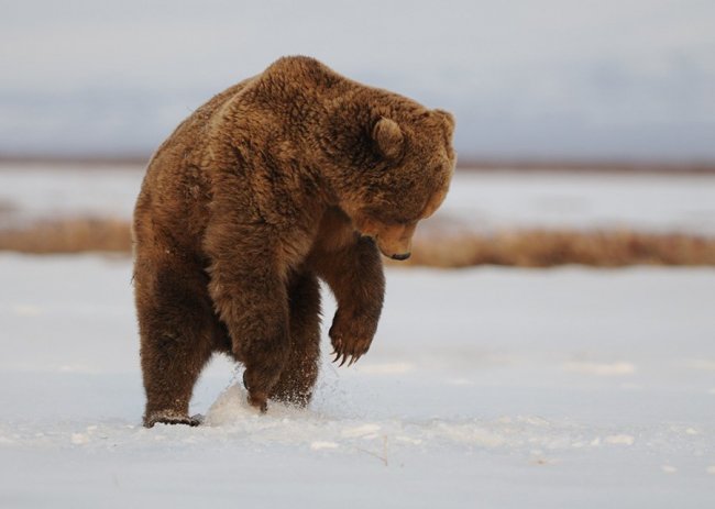 Камчатские медведи: пробуждение
