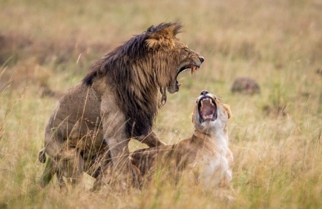 Морды львов во время спаривания