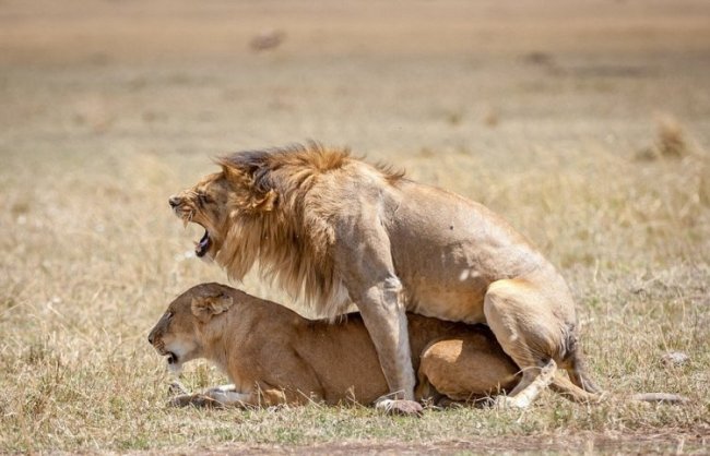 Морды львов во время спаривания